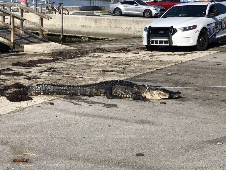 Do you wonder if alligators are in your ocean waters?